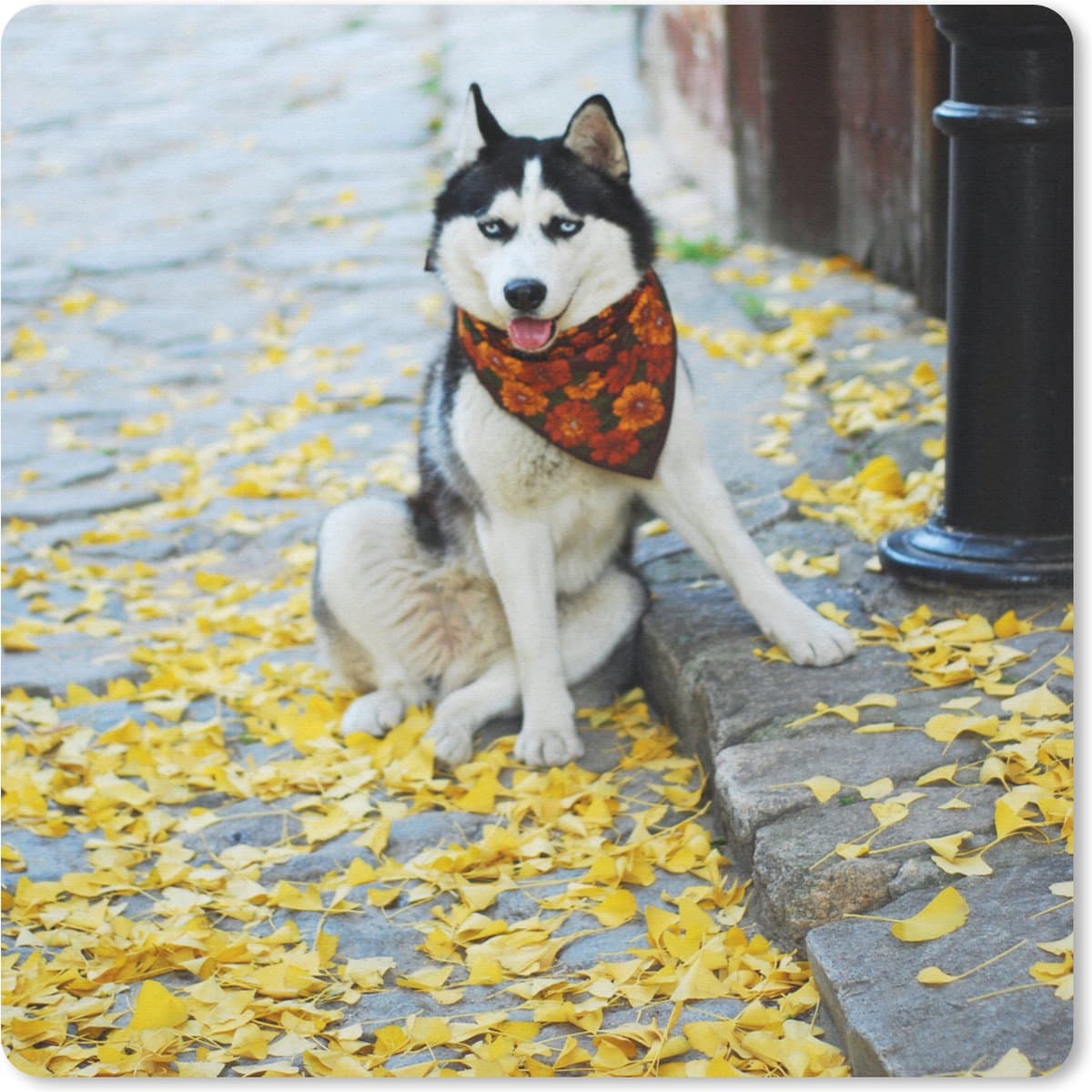 Muismat Dierendag - Husky op de straat muismat rubber - 20x20 cm - Muismat met foto