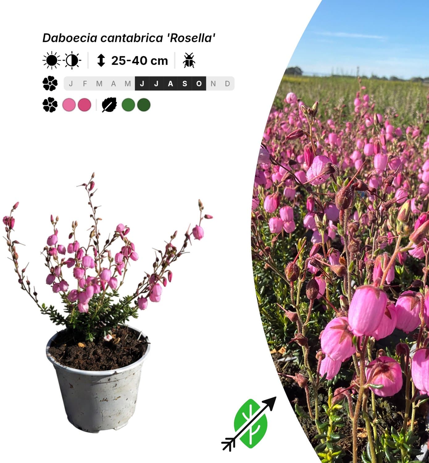 Singleplants - 6x Daboecia cantabrica 'Rosella' - Pot P10,5 - bodembedekker - in bloeiperiode