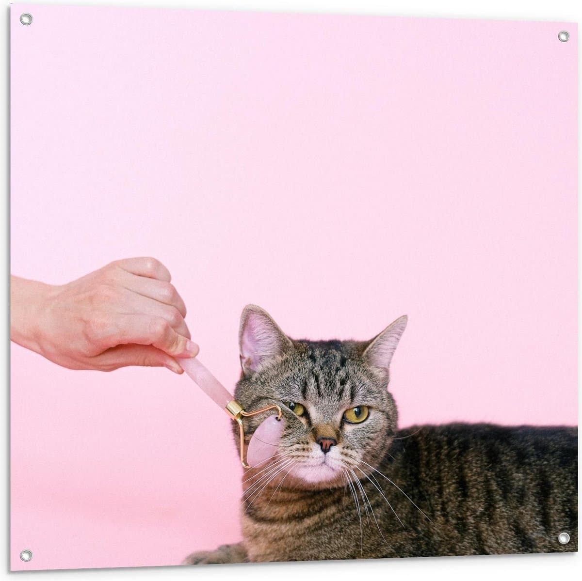 Tuinposter – Verzorgende Kat - 100x100cm Foto op Tuinposter  (wanddecoratie voor buiten en binnen)