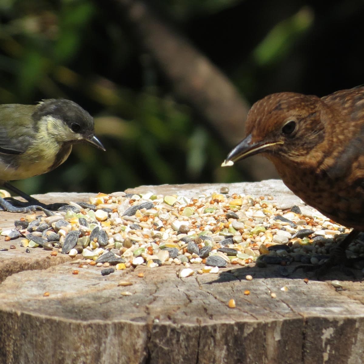 Aniculis Premium Vogelvoeder-Mix tarwe-vrij - Zaden-mix voor wilde tuinvogels - jaar-rond voeren (5 kg)