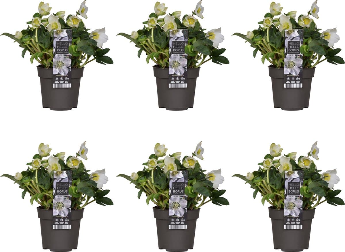 Bloomique - Set van 6 - Helleborus Niger Christmas Carol - Kerstroos - Tuinplanten - Winterhard - Winterbloeiend - Groenblijvend - Hoogte 20-30 cm - Pot 12 cm
