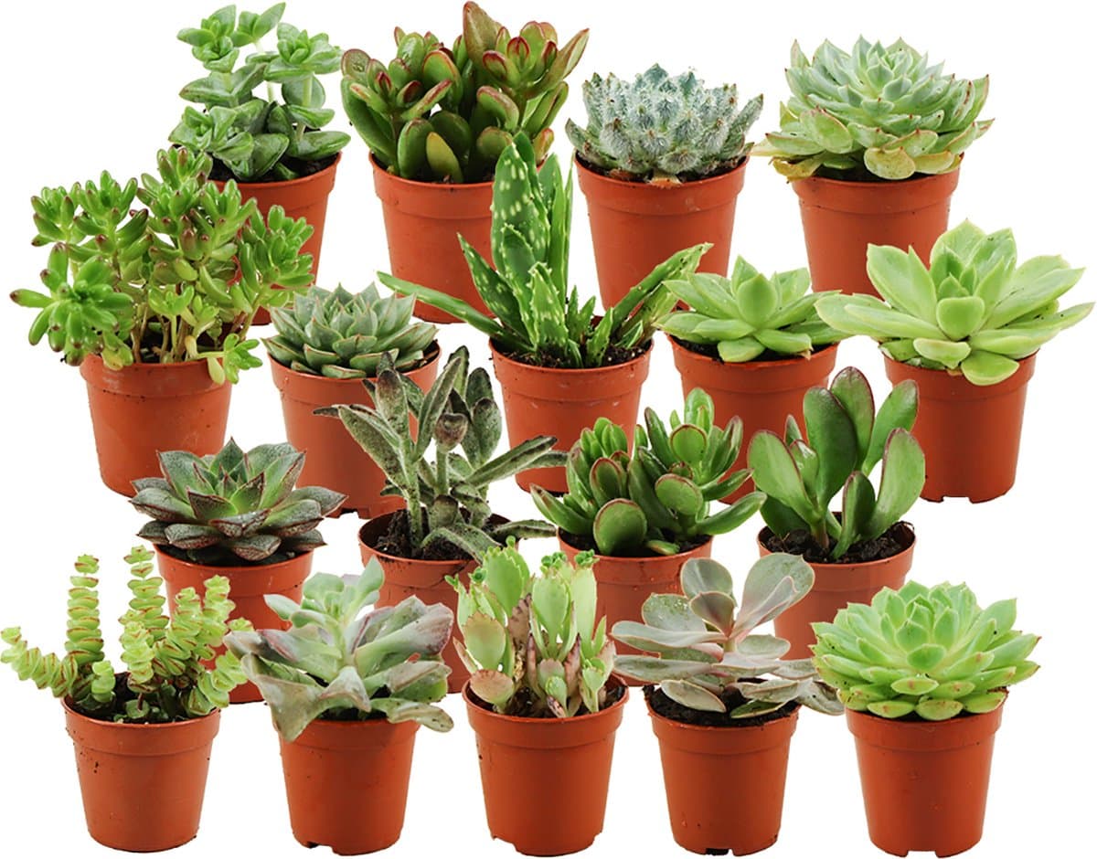 Mini Succulenten Mix - 18 Stuks - Ø 5,5 cm - Hoogte: 5-10 cm