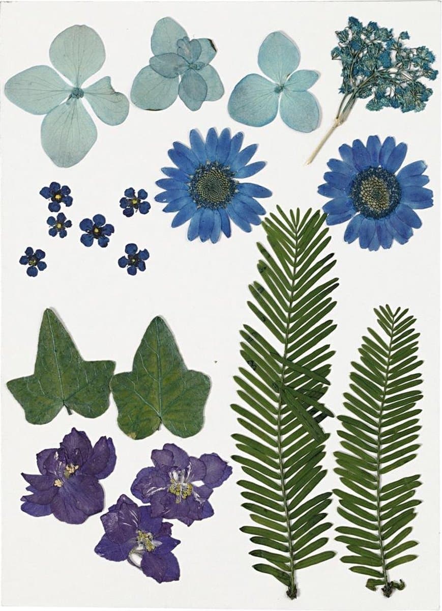 Creativ Company Gedroogde Bloemen en Bladeren 19 stuks Blauw