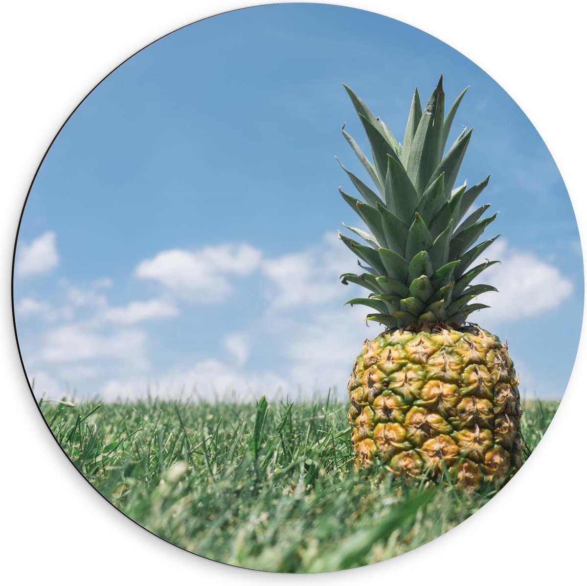 Dibond Wandcirkel - Ananas in Groen Gras/Weiland met Blauwe Lucht - 60x60cm Foto op Aluminium Wandcirkel (met ophangsysteem)