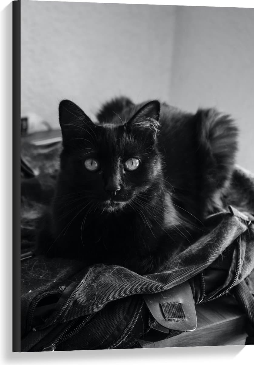 Canvas - Donkere Kat (zwart/wit) - 60x90 cm Foto op Canvas Schilderij (Wanddecoratie op Canvas)