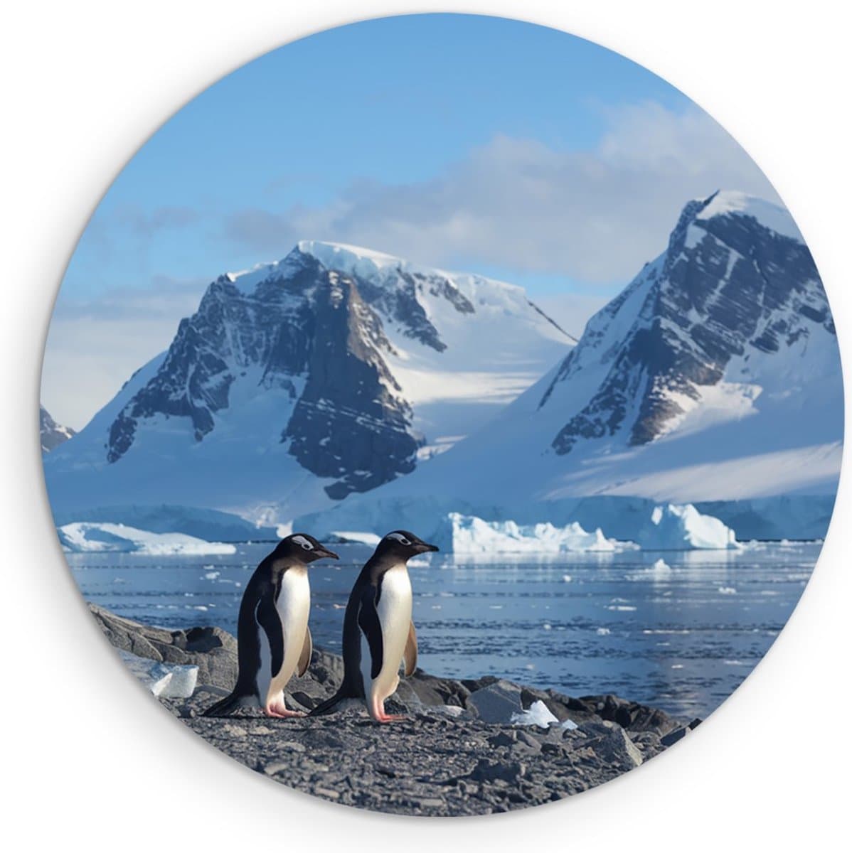 Saammp Forex Muurcirkel - Pinguin op de zuidpool - Natuur - Dieren - Ø 80 - Wandcirkel - Wanddecoratie Cirkel - Muurdecoratie Woonkamer - Slaapkamer decoratie - Rond Schilderij