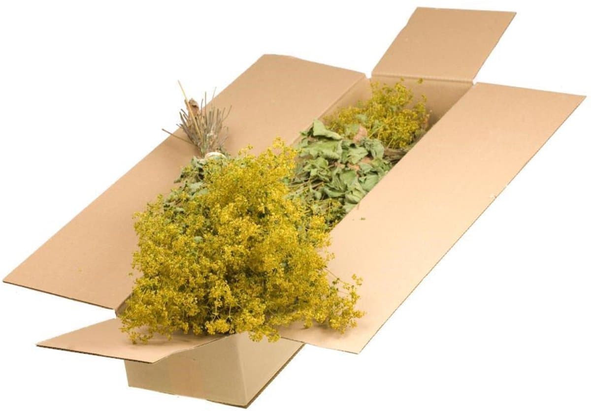 3x box bidens burnt orange