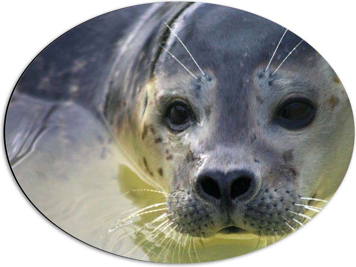 Dibond Ovaal - Zeehond komt met kop boven water uit en kijkt richting de camera - 56x42 cm Foto op Ovaal (Met Ophangsysteem)