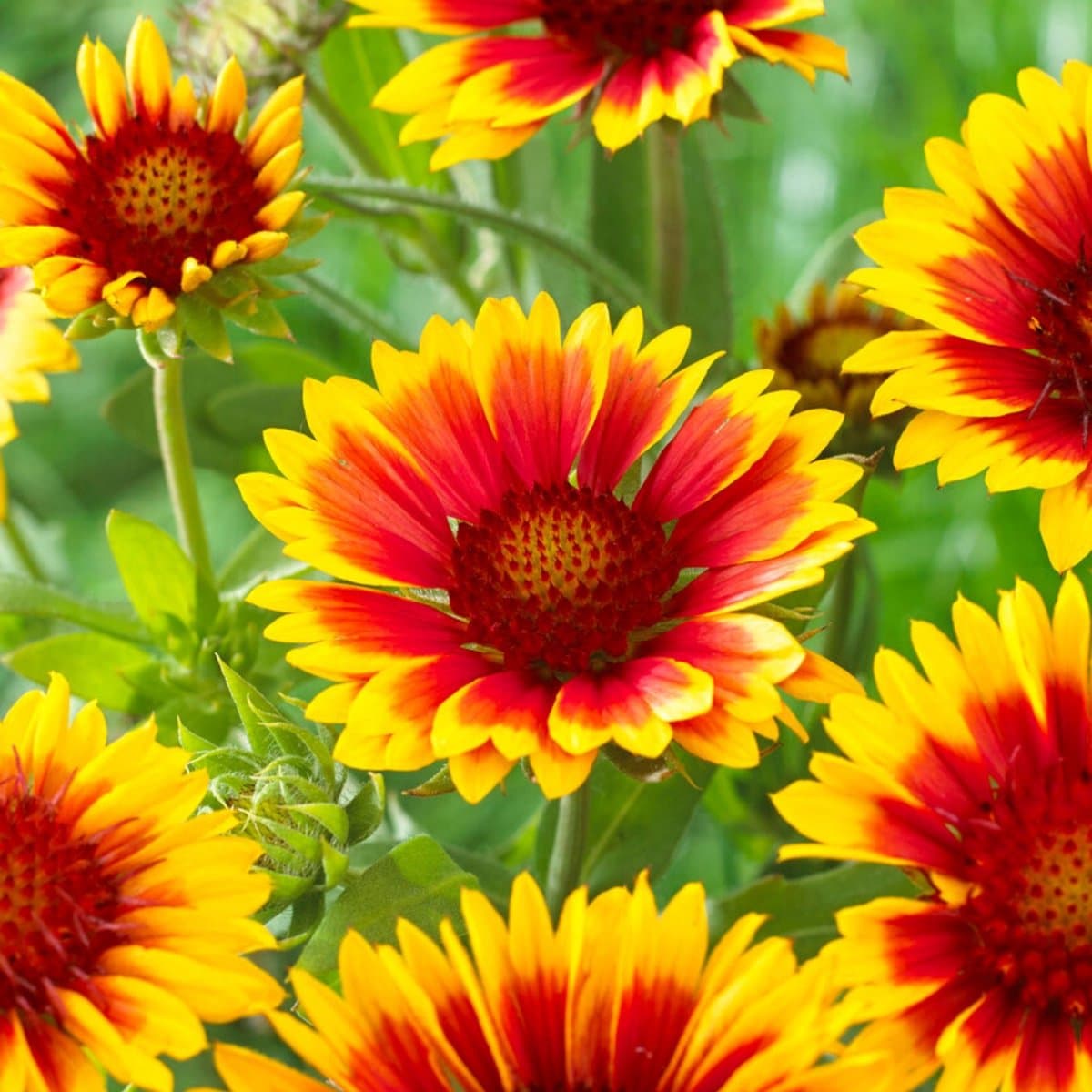 Kokardebloem (Gaillardia Kobold) - 6x - Kobold - Gaillardia - Snijbloemen - Vaste planten - bloeit in Augustus / September