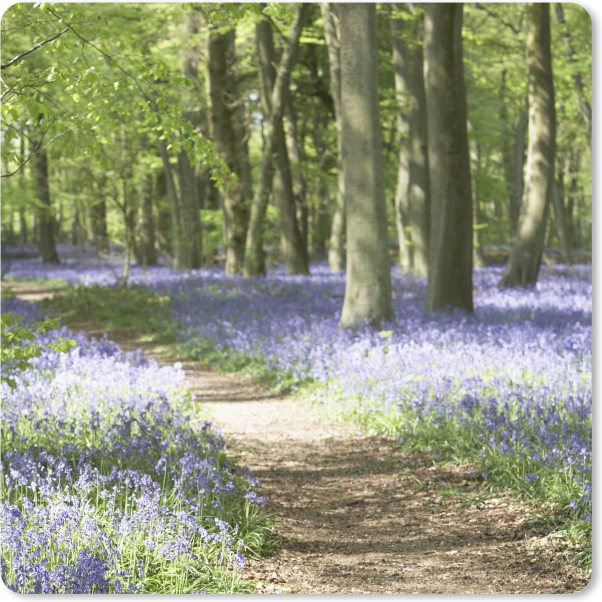 Muismat XXL 60x60 cm - Bureau onderlegger - Bureau mat Bos - Pad - Bloemen - Paars - Groen - Natuur - Bureaumat - Gaming mousepad xl - Bureaulegger groot - Computer deskmat