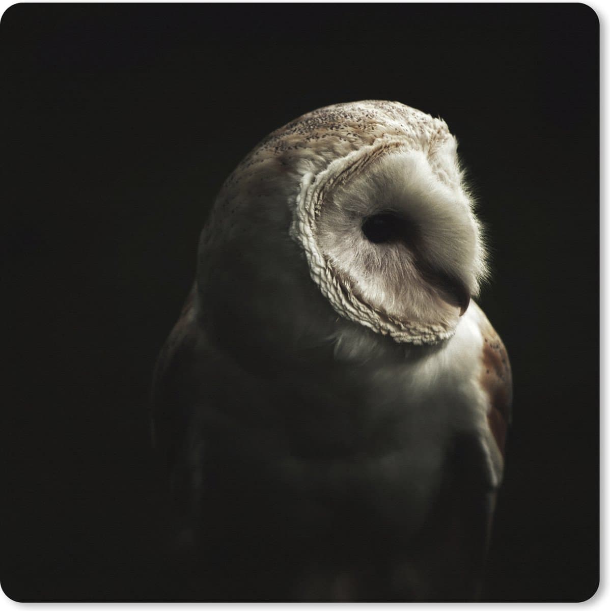 Muismat XXL 60x60 cm - Bureau onderlegger - Bureau mat Uil - Vogel - Portret - Bureaumat - Gaming mousepad xl - Bureaulegger groot - Computer deskmat