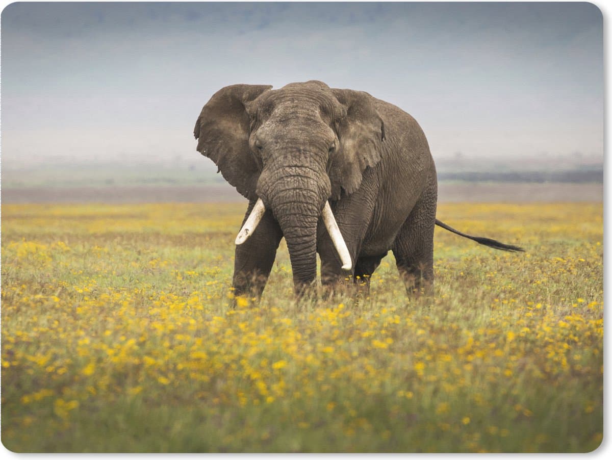 Muismat XXL 80x60 cm - Bureau onderlegger - Bureau mat Olifant - Bloemen - Gras - Dieren - Natuur - Bureaumat - Gaming mousepad xl - Bureaulegger groot - Computer deskmat