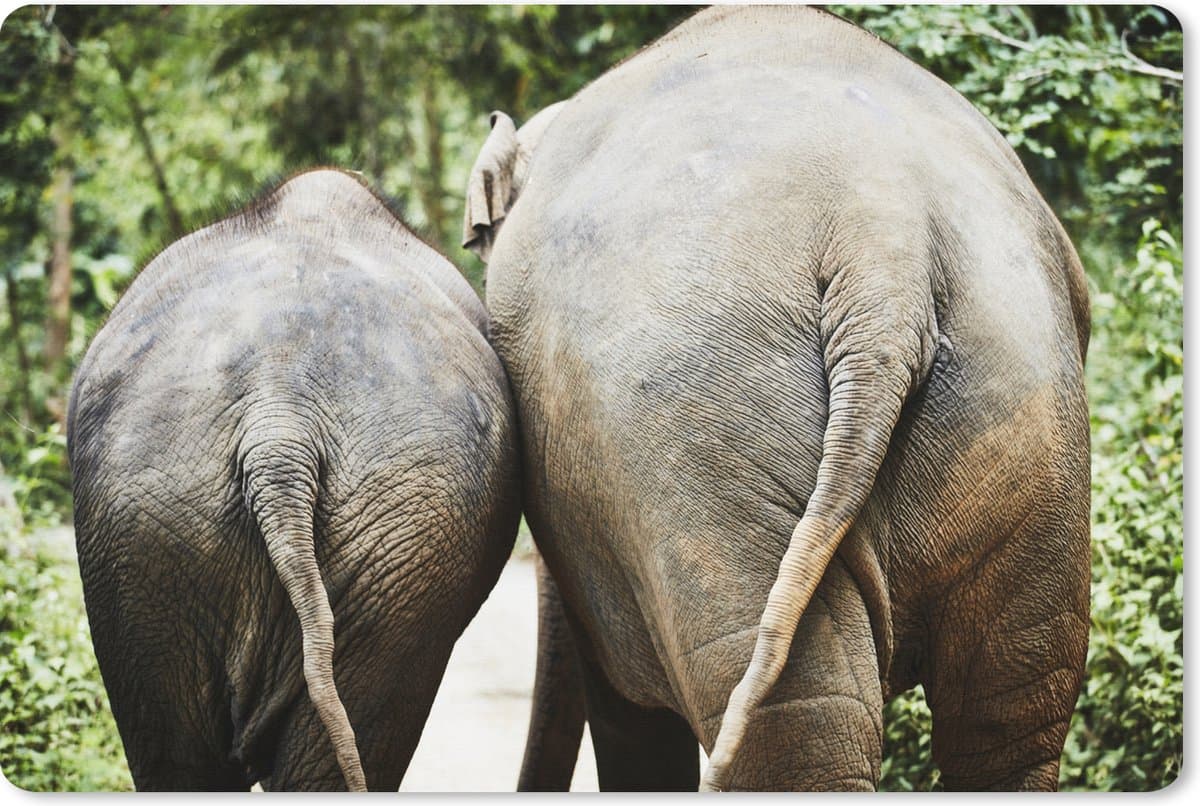 Muismat XXL 90x60 cm - Bureau onderlegger - Bureau mat Olifant - Dieren - Grijs - Natuur - Bureaumat - Gaming mousepad xl - Bureaulegger groot - Computer deskmat