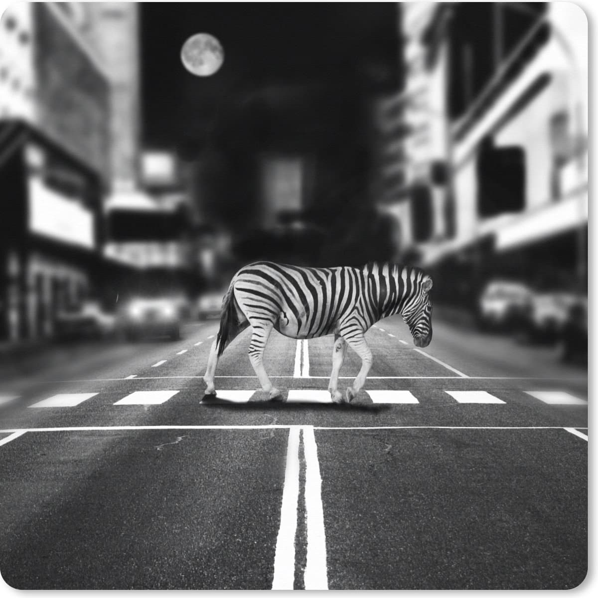 Muismat XXL 40x40 cm - Bureau onderlegger - Bureau mat Overstekende zebra - Bureaumat - Gaming mousepad xl - Bureaulegger groot - Computer deskmat