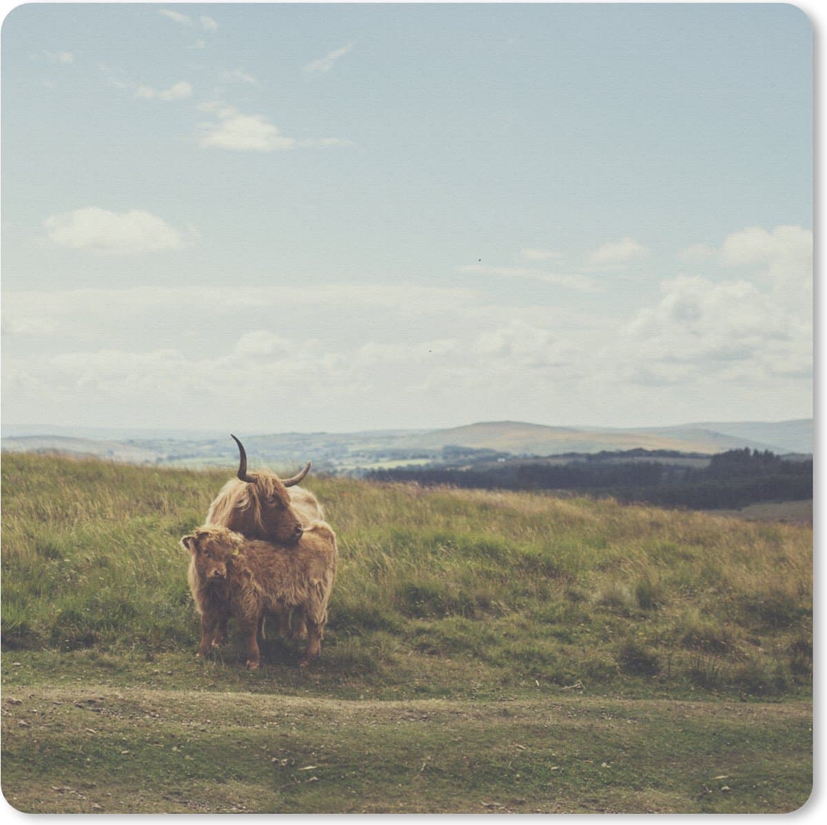 Muismat 20x20 cm - Mousepad Schotse Hooglanders - Gras - Wolken - Dieren - Muismatten