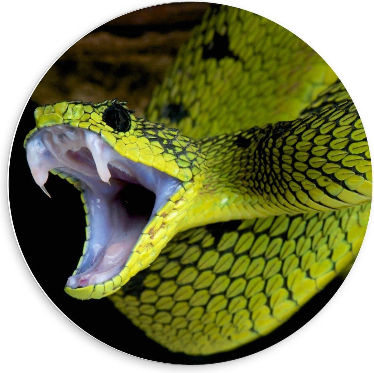 Forex Wandcirkel - Groene Bijtende Slang - 60x60cm Foto op Wandcirkel (met ophangsysteem)