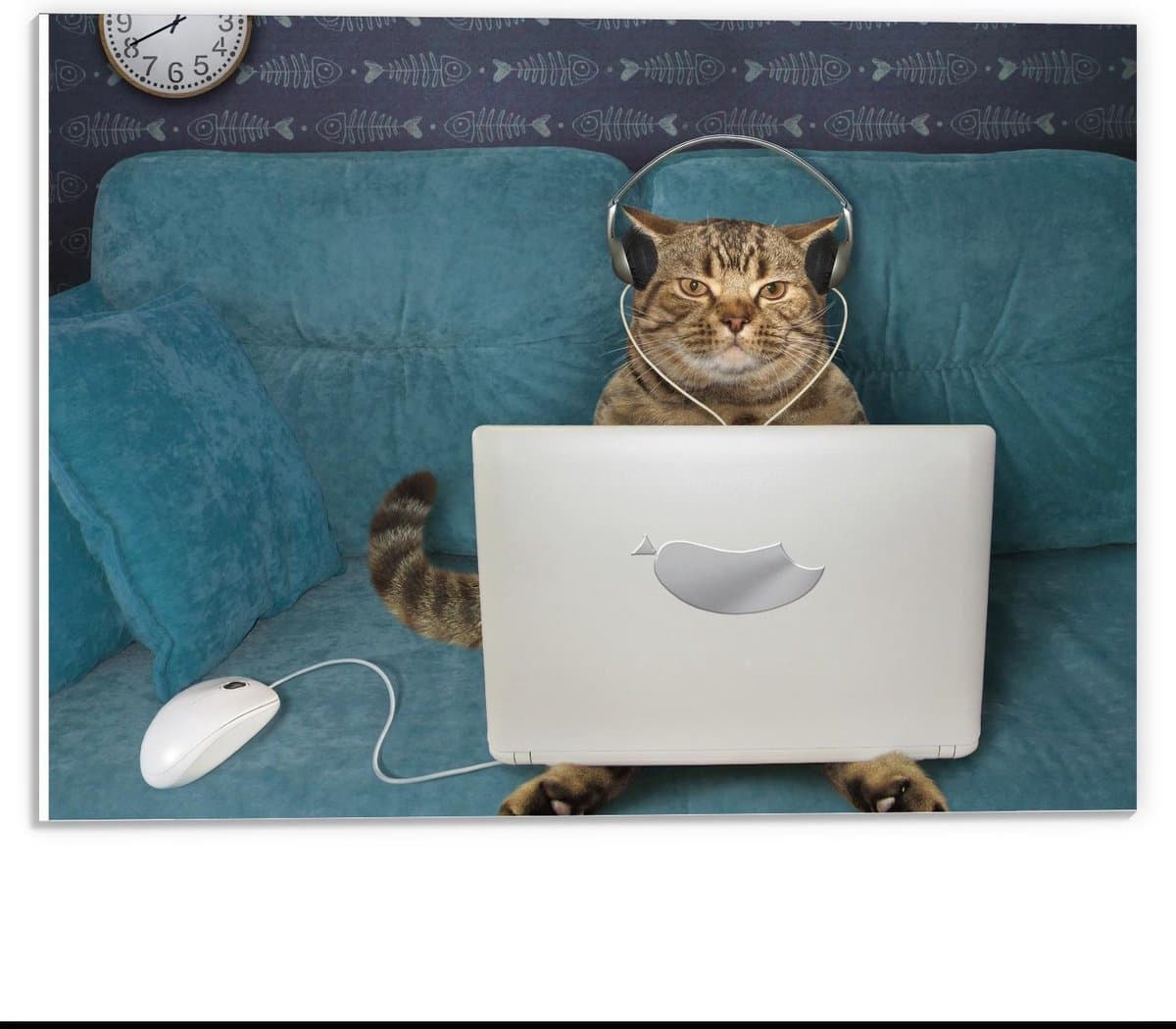 Forex - Kat Chillend op de Bank met Laptop - 40x30cm Foto op Forex