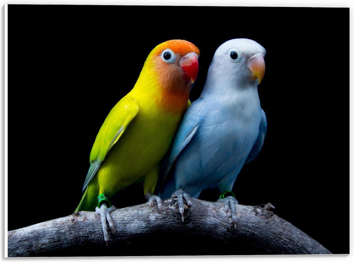 PVC Schuimplaat - Oranje-Gele Vogel met Blauwe Vogel op Tak tegen Zwarte Achtergrond - 40x30 cm Foto op PVC Schuimplaat (Met Ophangsysteem)