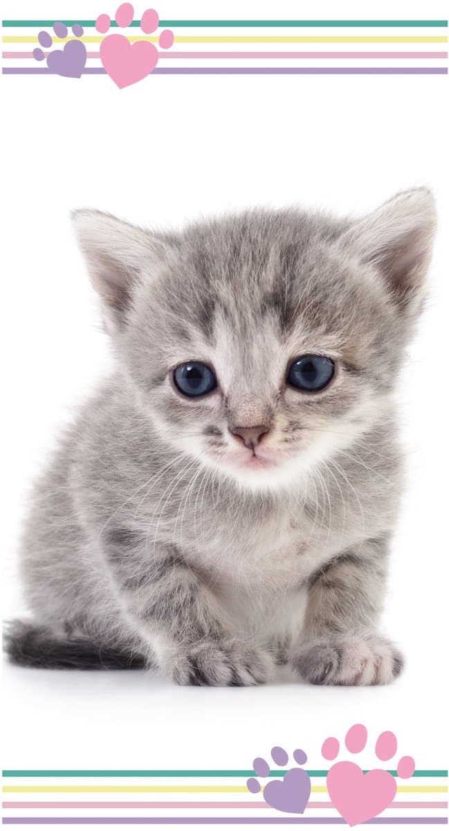 Animal Pictures Strandlaken Kitten - 70 x 140 cm - Katoen