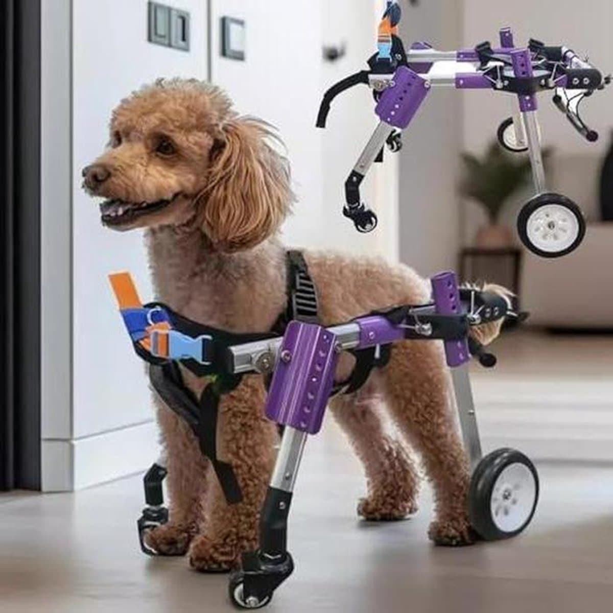 Huisdier Rolstoel - Mobiliteitshulp Honden Katten - Herstel Ondersteuning - Lichtgewicht Aluminium Frame - Verstelbaar - Zilver