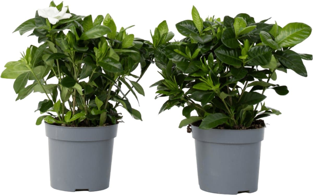 Plant in a Box - Gardenia Jasminoides - Set van 2 - Onderhoudsvrije bloeiende kamerplant - Witte bloemen - Pot 13cm - Hoogte 20-30cm