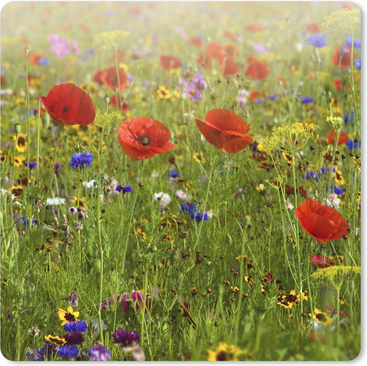Muismat XXL 40x40 cm - Bureau onderlegger - Bureau mat Lente - Bloemen - Rood - Klaproos - Gras - Groen - Bureaumat - Gaming mousepad xl - Bureaulegger groot - Computer deskmat