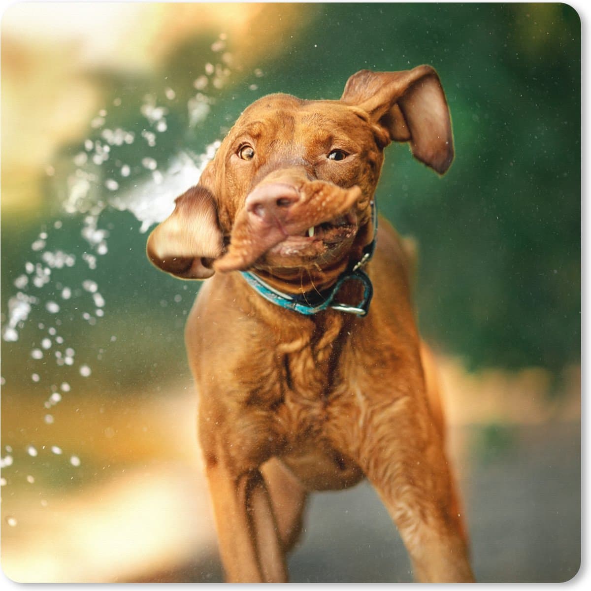 Muismat XXL 50x50 cm - Bureau onderlegger - Bureau mat Nat - Hond - Water - Bureaumat - Gaming mousepad xl - Bureaulegger groot - Computer deskmat