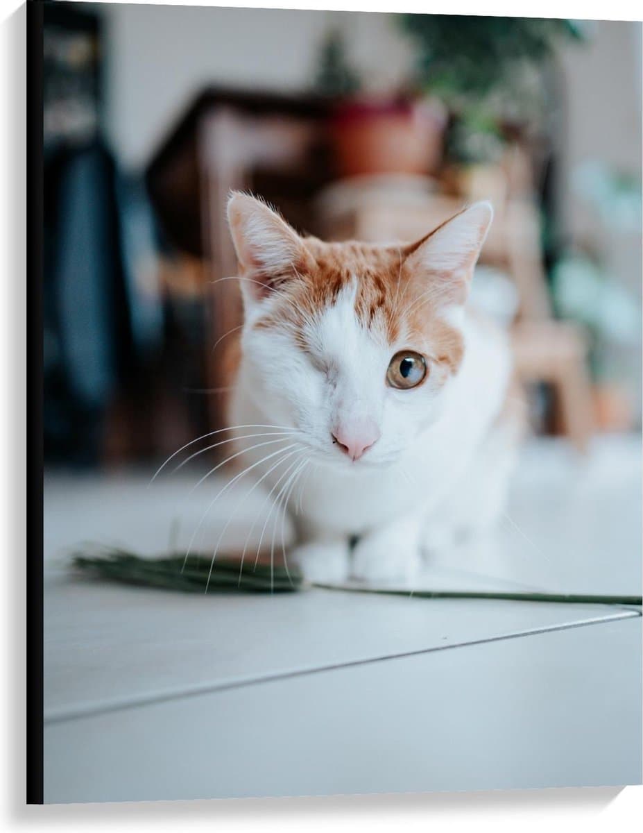 Canvas  - Eenogige Kat - 75x100cm Foto op Canvas Schilderij (Wanddecoratie op Canvas)
