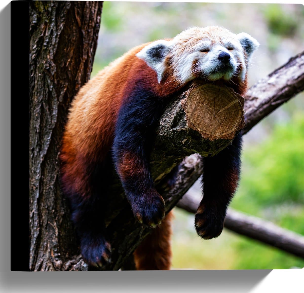 Canvas - Rode Panda Liggend op Tak van Bruine Boom - 30x30 cm Foto op Canvas Schilderij (Wanddecoratie op Canvas)