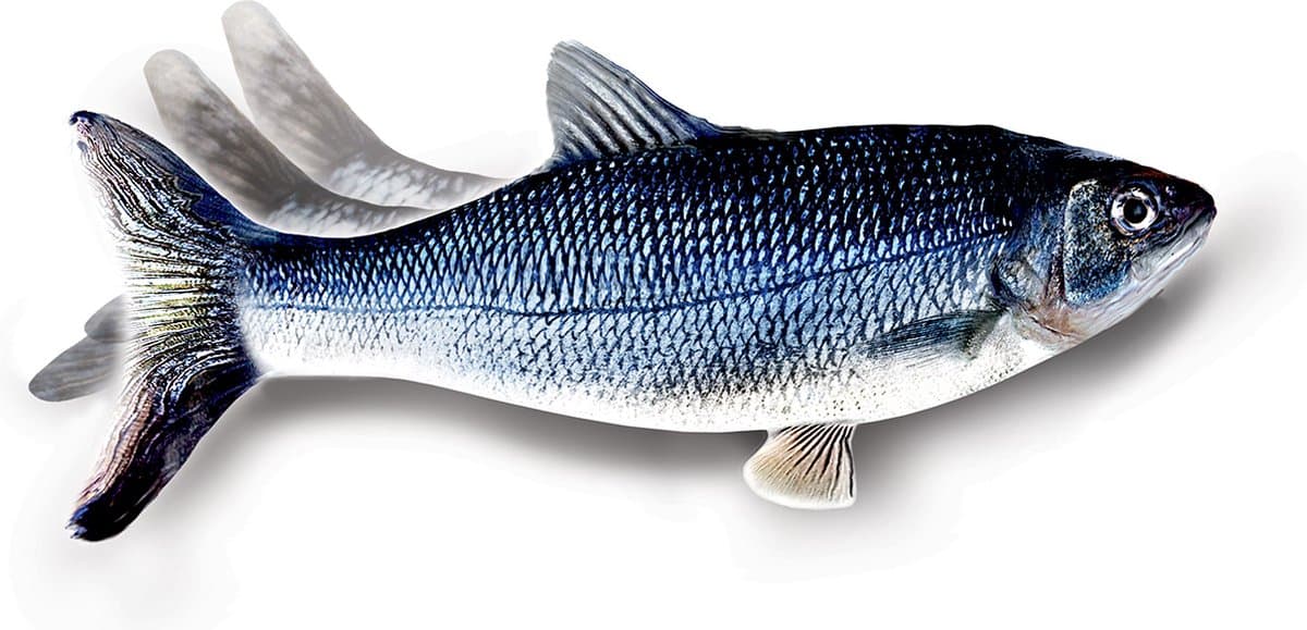 Flippity Fish, interactief kattenspeelgoed – Bewegende vis – USB oplaadbaar – incl. kattenkruid en hengel