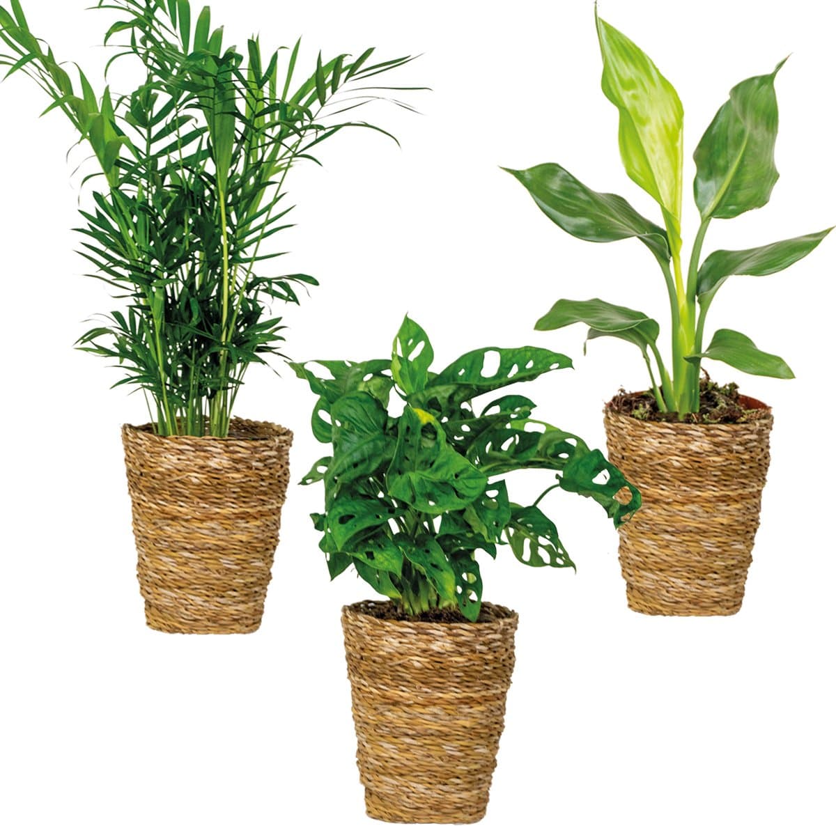Bloomique - Set van 3 - Luchtzuiverende (be)manden Mix – Luchtzuiverend – - 20-45 cm - Pot 12 cm - Hoogte 30-40 cm