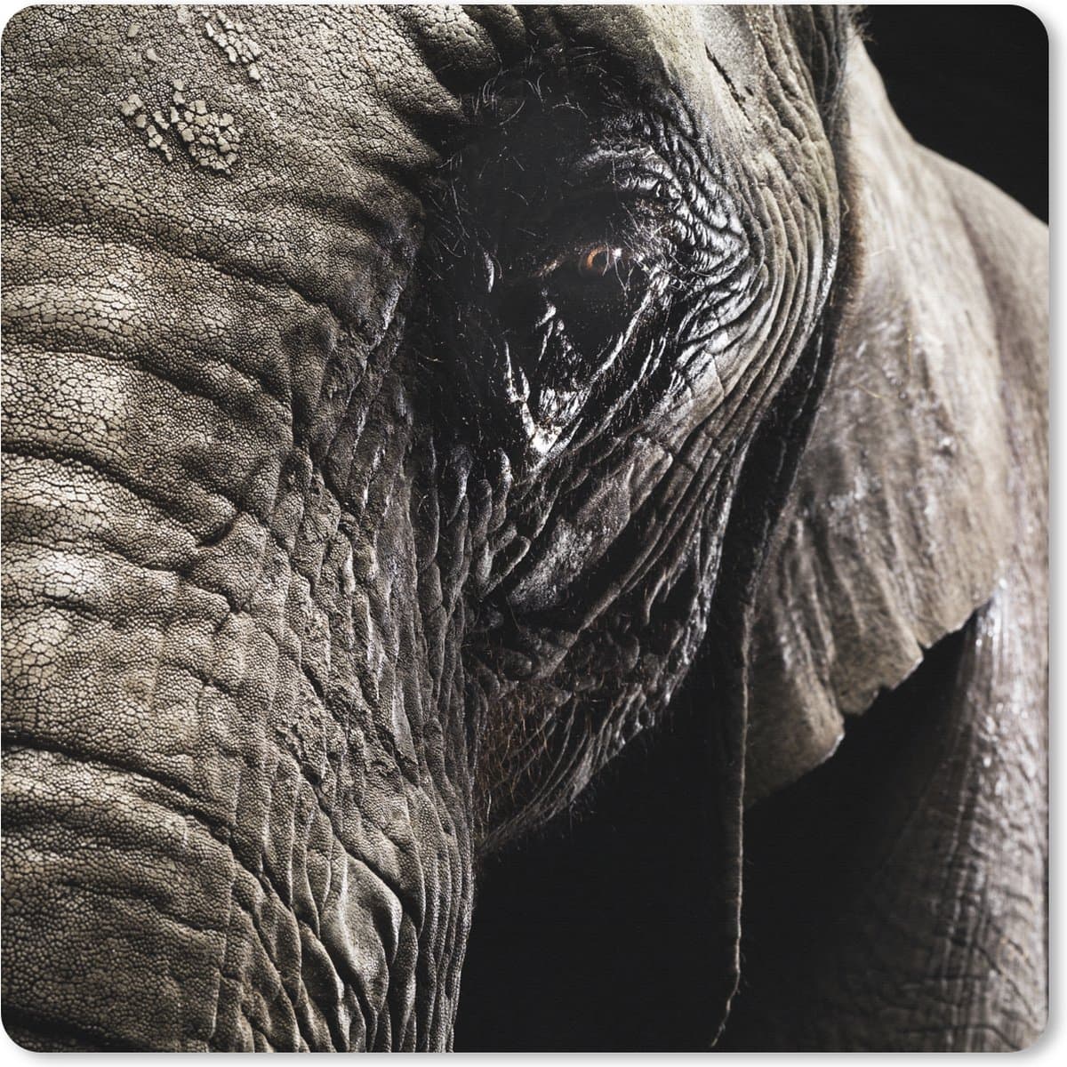Muismat XXL 60x60 cm - Bureau onderlegger - Bureau mat Olifant - Dieren - Close up - Zwart - Bureaumat - Gaming mousepad xl - Bureaulegger groot - Computer deskmat