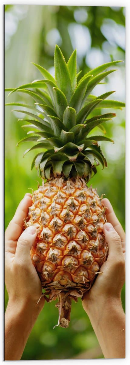 Dibond - Verse tropische Ananas in Mensenhanden - 40x120 cm Foto op Aluminium (Wanddecoratie van metaal)