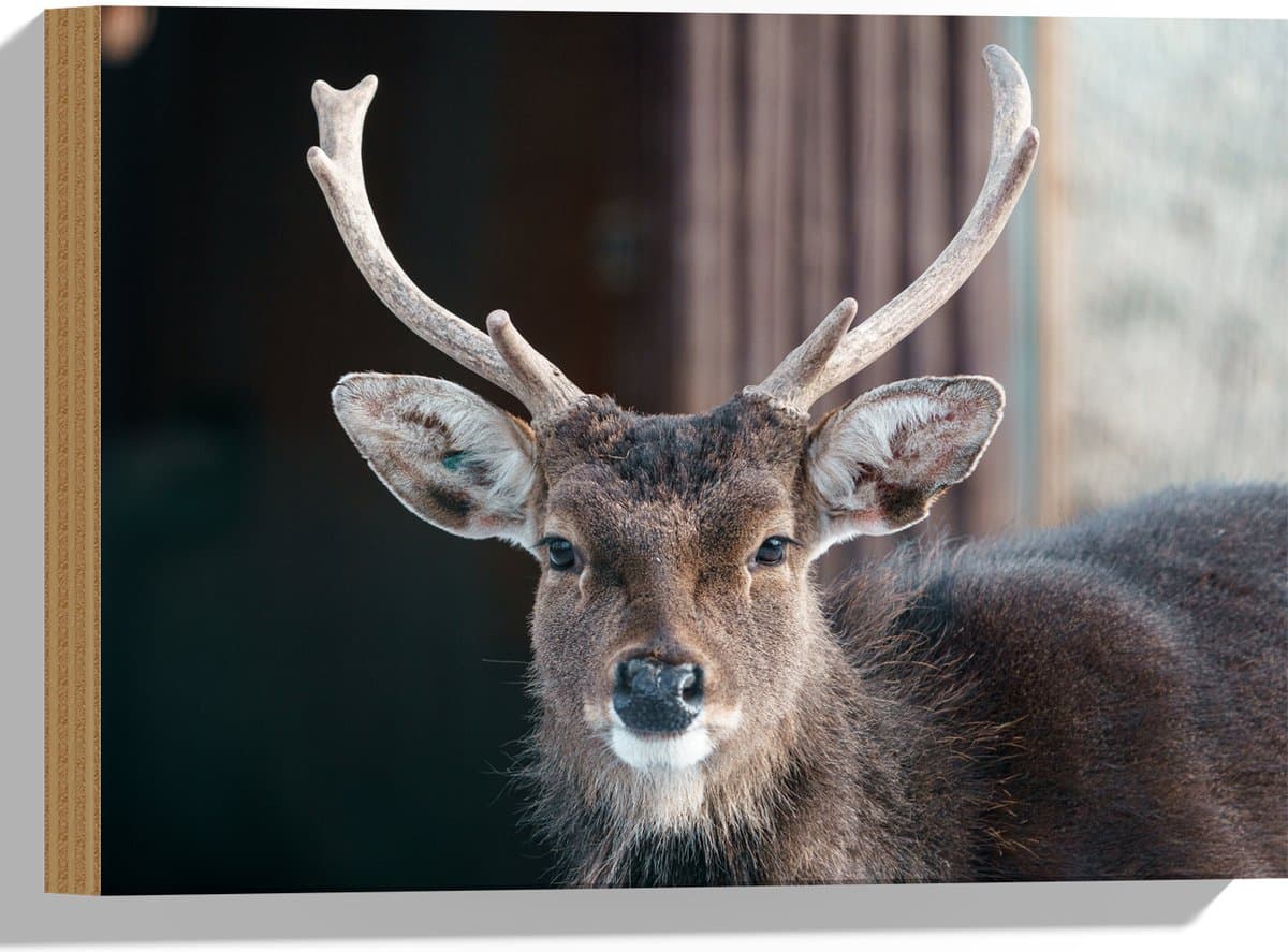 Hout - Hert staat voor schuur en kijkt recht de camera in - 40x30 cm - 9 mm dik - Foto op Hout (Met Ophangsysteem)