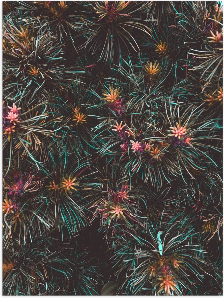 Poster Glanzend – Bloemen - Kleuren - Natuur - 30x40 cm Foto op Posterpapier met Glanzende Afwerking