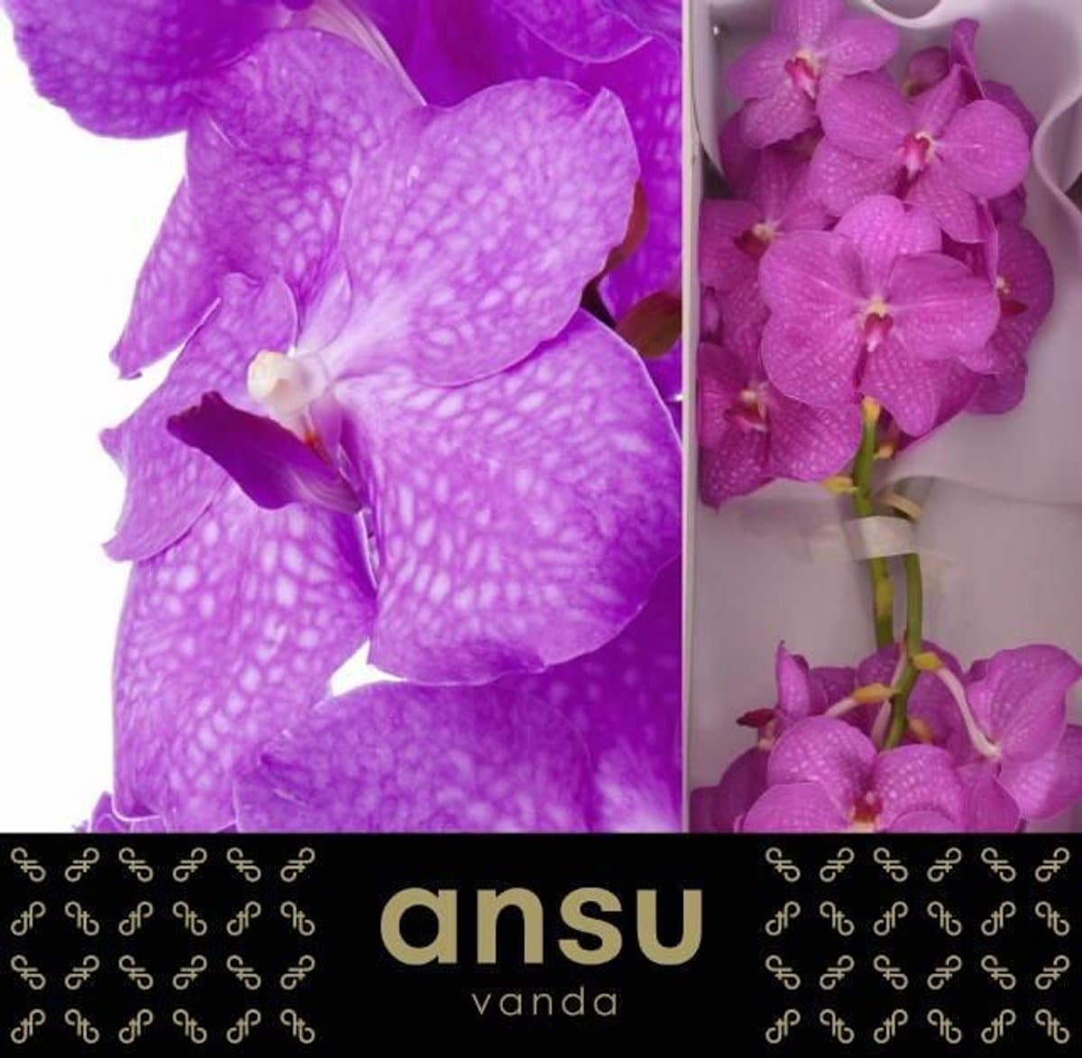 16x Vanda nit.hot fuchsia