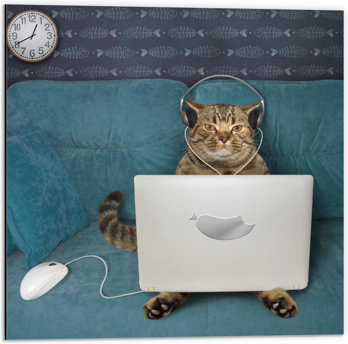 Dibond - Kat Chillend op de Bank met Laptop - 50x50cm Foto op Aluminium (Met Ophangsysteem)