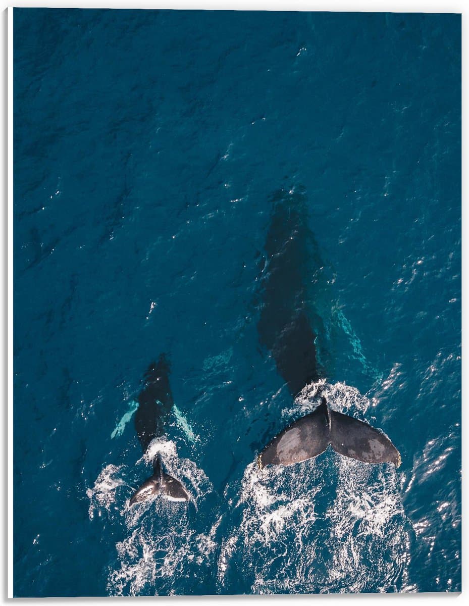PVC Schuimplaat - Bovenaanzicht van Baby Walvis met Moeder - 30x40 cm Foto op PVC Schuimplaat (Met Ophangsysteem)
