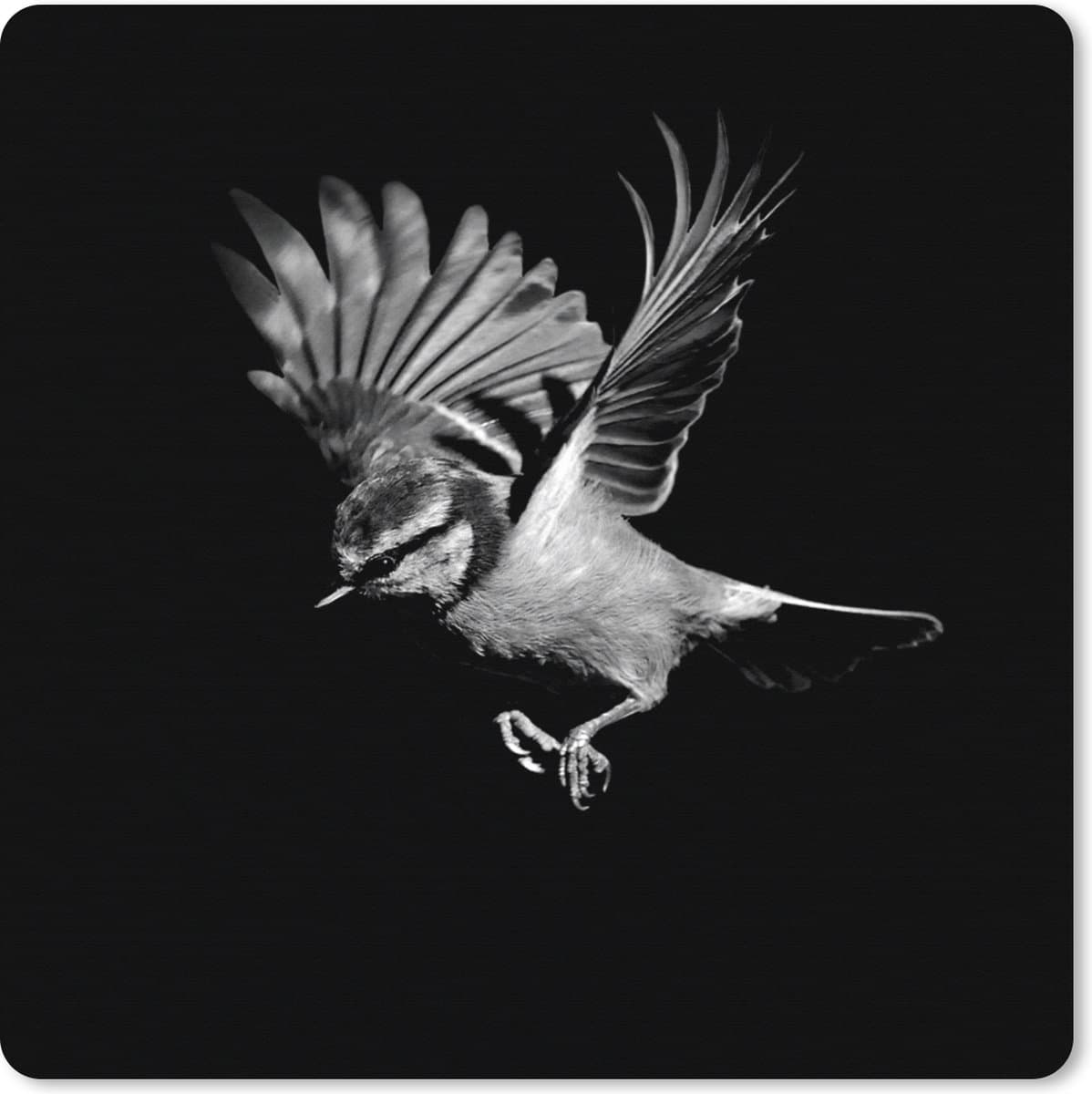 Muismat XXL 40x40 cm - Bureau onderlegger - Bureau mat Pimpelmees - Vogel - Zwart - zwart wit - Bureaumat - Gaming mousepad xl - Bureaulegger groot - Computer deskmat