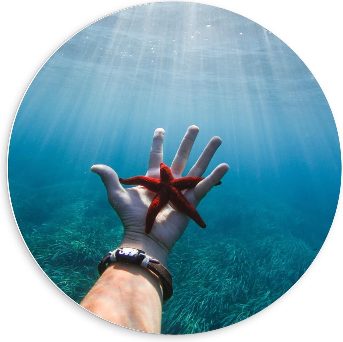 KuijsFotoprint - Schilderij - Rode Zeester Hand Persoon In De Zee - Groen, Blauw, Bruin En Rood - 60 X 60 Cm