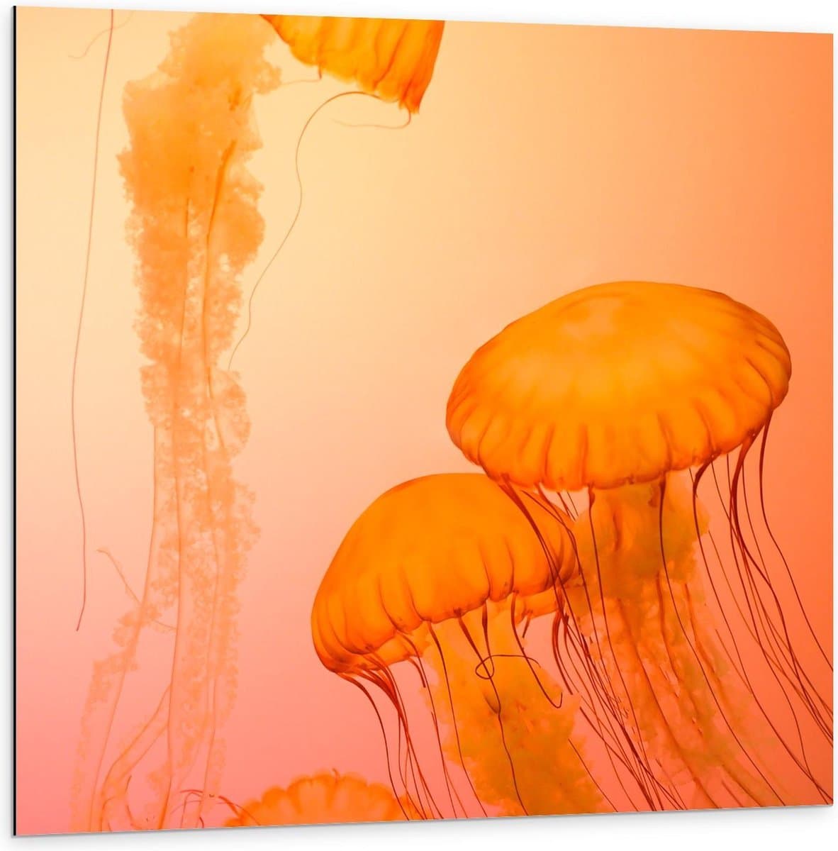 Dibond - Oranje Kwallen met Roze - 100x100cm Foto op Aluminium (Wanddecoratie van metaal)