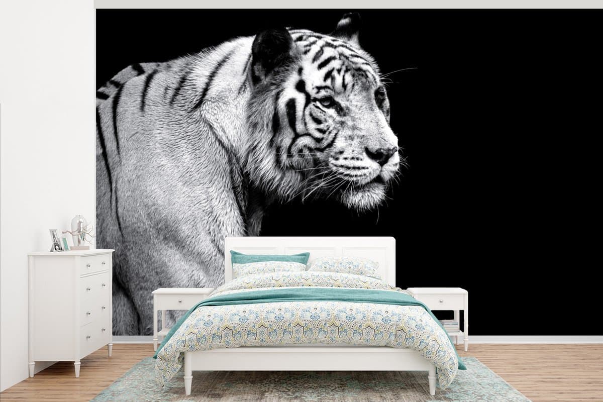 Behang - Fotobehang Studio shot witte tijger op zwarte achtergrond in zwart-wit - Breedte 375 cm x hoogte 240 cm