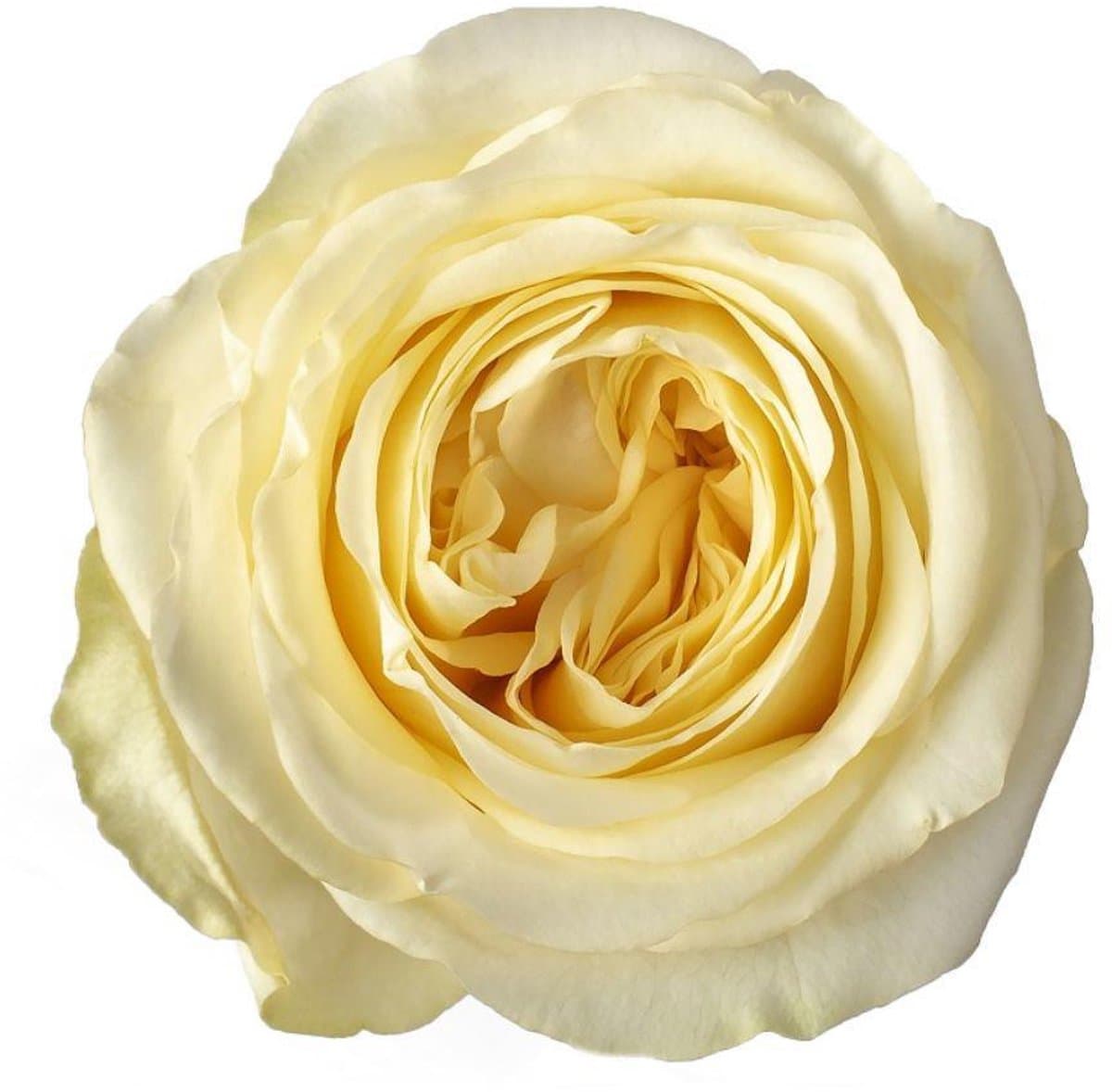 10x Rosa buttercup 70cm