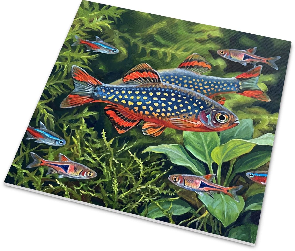 Tegeltje vissen - Galaxy Rasbora tropische vis - Aquarium wanddecoratie 15x15 cm