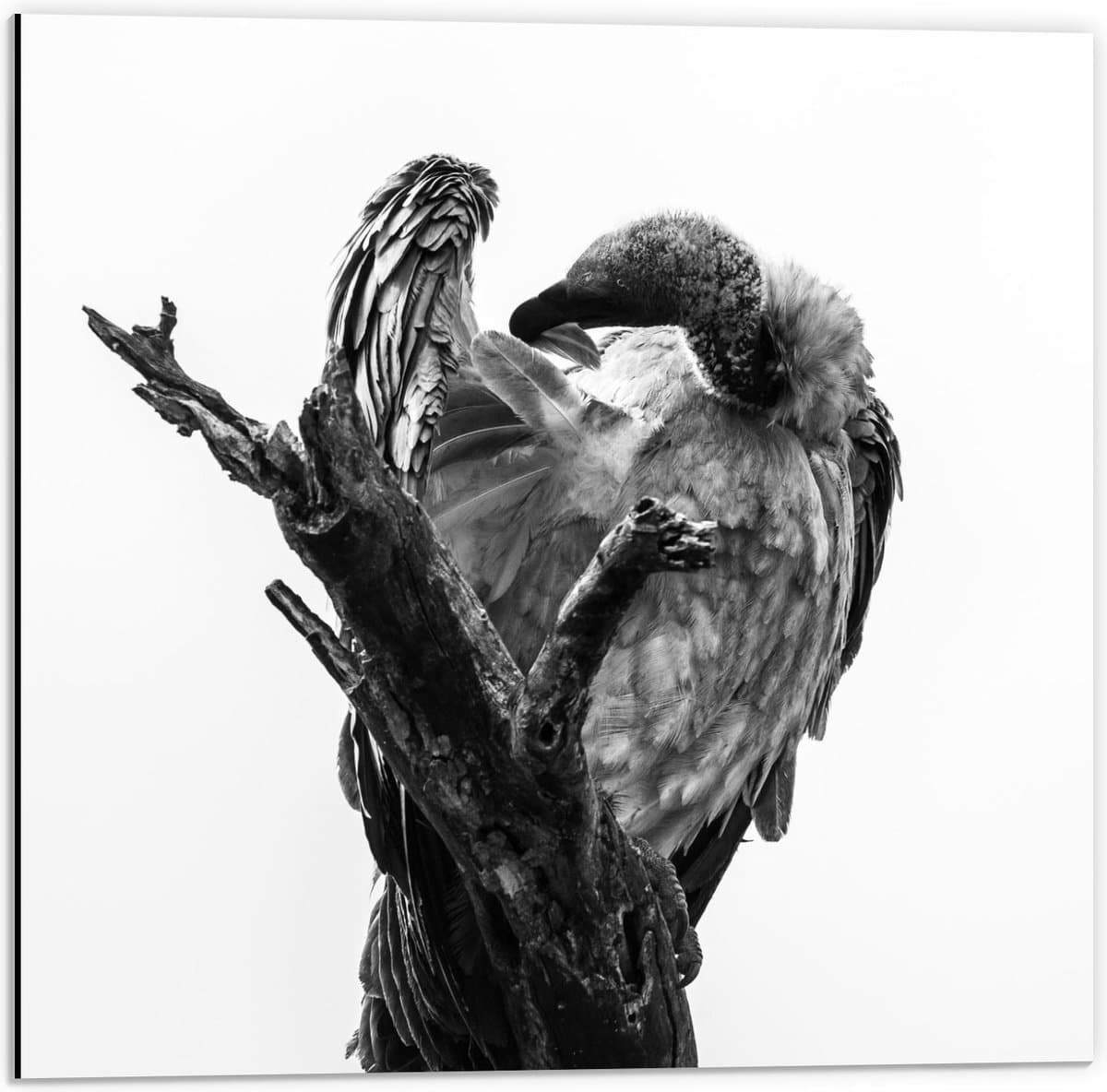 Dibond - Zwart/Wit Vogel op een Tak - 50x50cm Foto op Aluminium (Wanddecoratie van metaal)