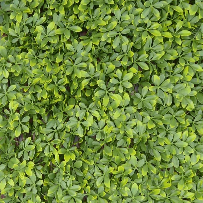 TENAX Divy Trellis Pitosporo - Groen, 100 x 200 cm