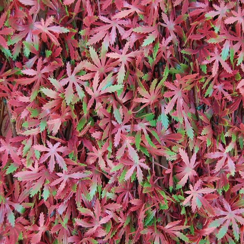 TENAX Divy 3D X-Tens Pergola - 1x2 m, Rood/Groen