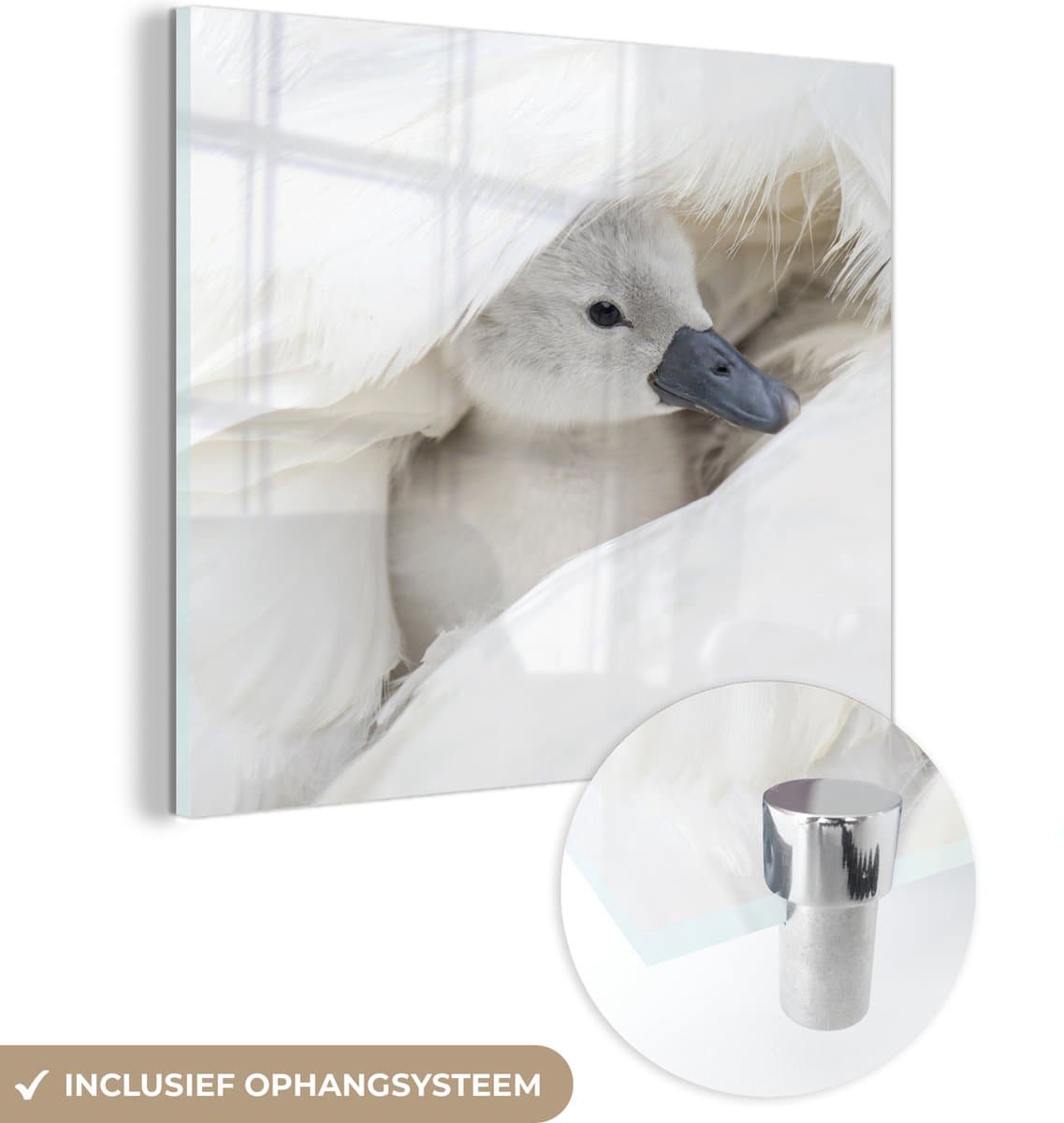 ® Glasschilderij 50x50 cm - Schilderij acrylglas - Baby - Zwaan - Kuiken - Foto op glas - Muurdecoratie woonkamer - Wanddecoratie slaapkamer - Schilderijen