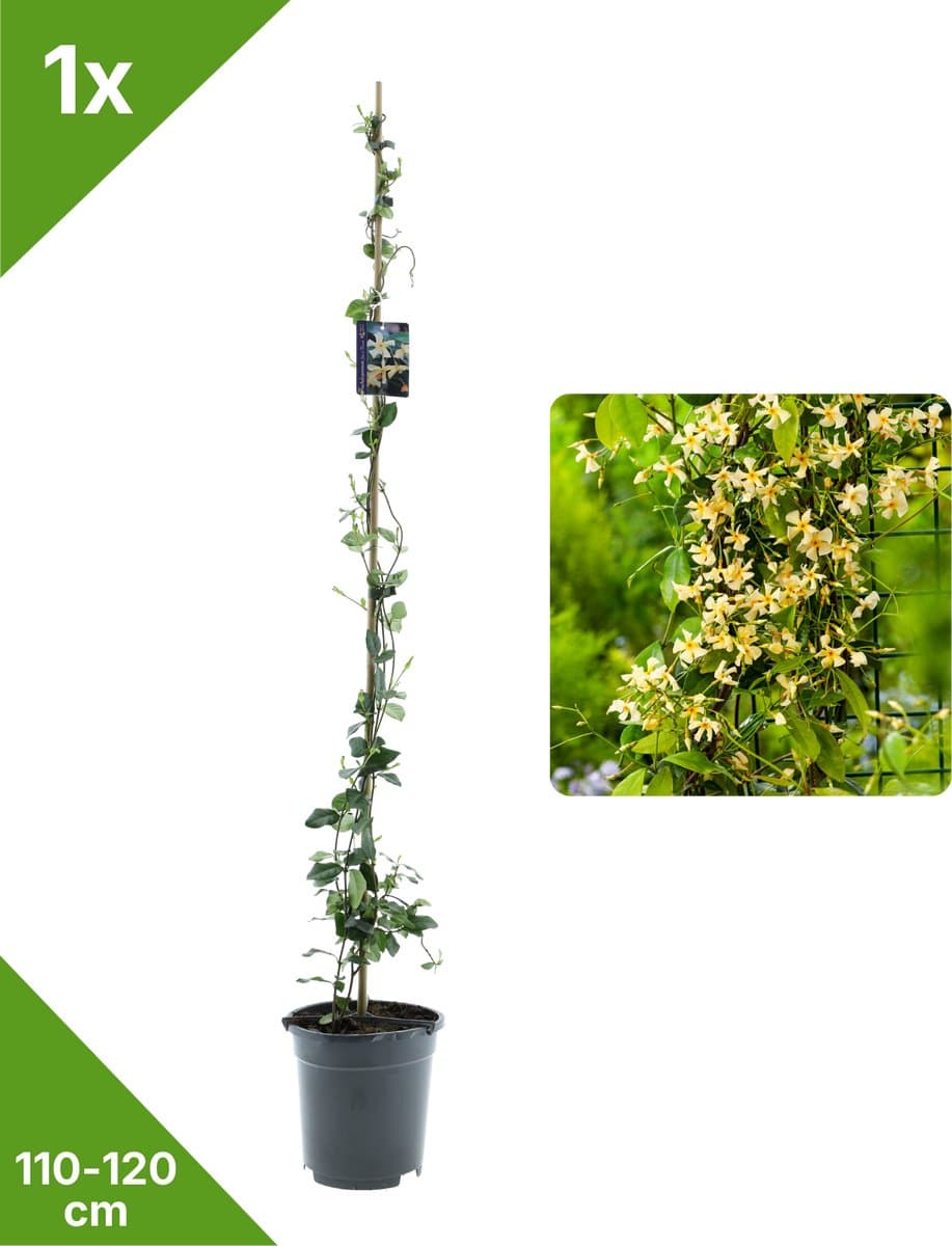 GARDENZO - 1x Gele Toscaanse Jasmijn (Trachelospermum) XXL in 2 ltr pot 115-120 cm