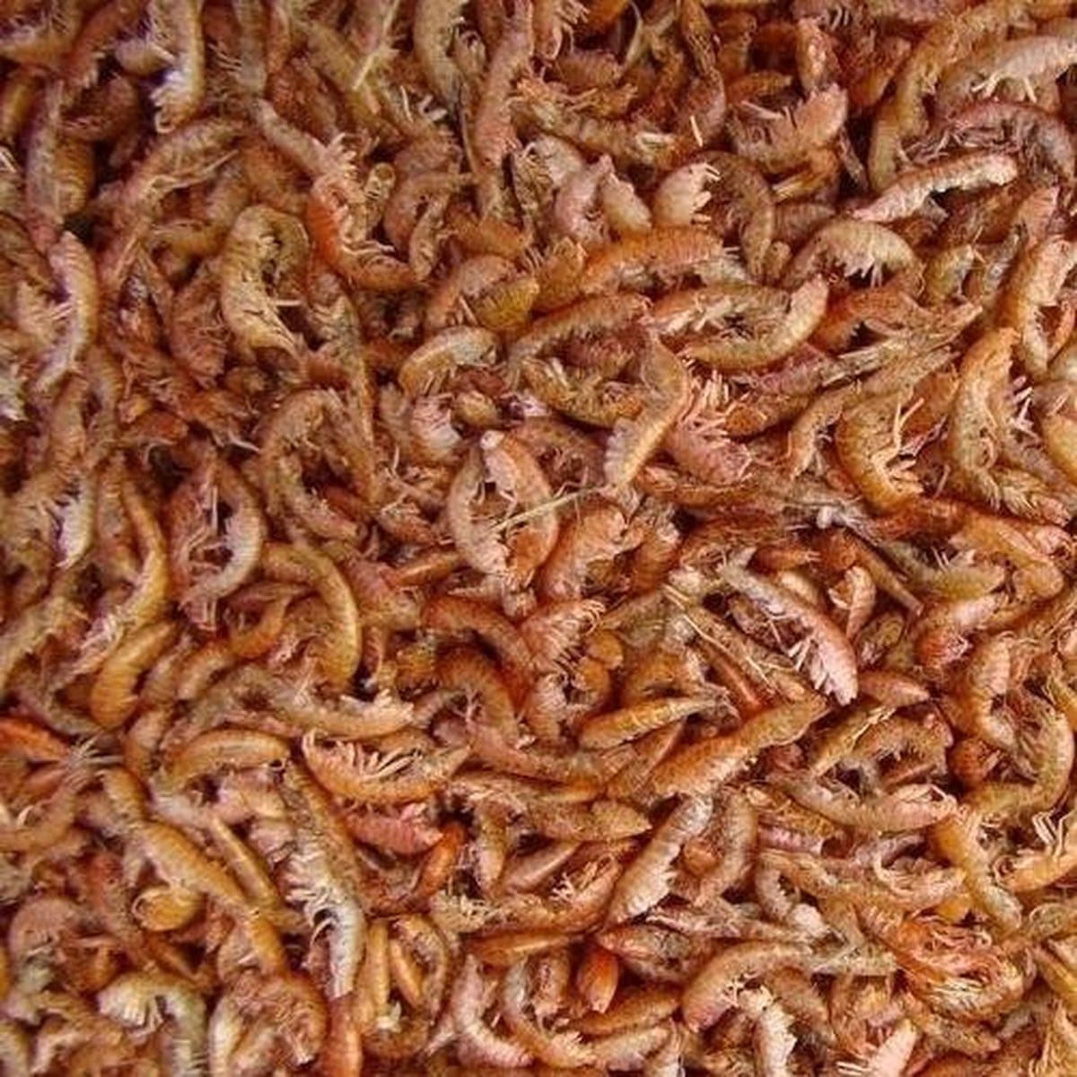 Vlokreeftjes (Gammarus) - 10 Liter - Schildpadvoer